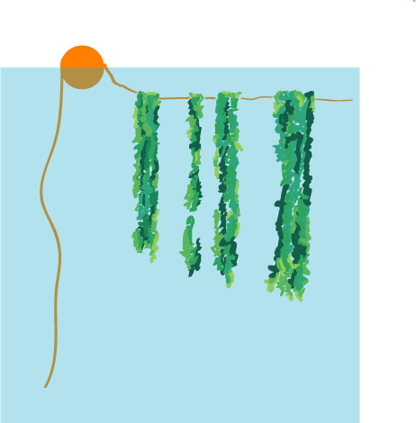 KELP FARM